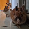 Images de profil de Emilie - Blooming Pets - Petsitting et garde d'animaux à domicile