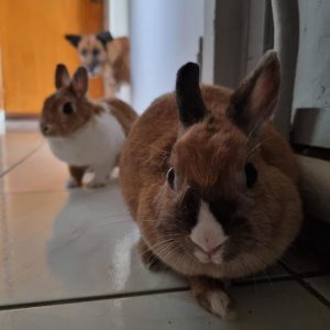 Images de profil de Emilie - Blooming Pets - Petsitting et garde d'animaux à domicile
