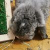 Images de profil de Emilie - Blooming Pets - Petsitting et garde d'animaux à domicile