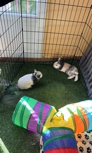 Images de profil de Emilie - Blooming Pets - Petsitting et garde d'animaux à domicile