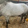 Images de profil de Emilie - Blooming Pets - Petsitting et garde d'animaux à domicile