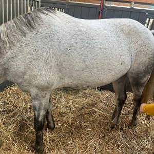 Images de profil de Emilie - Blooming Pets - Petsitting et garde d'animaux à domicile