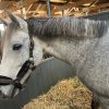 Images de profil de Emilie - Blooming Pets - Petsitting et garde d'animaux à domicile