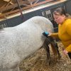 Images de profil de Emilie - Blooming Pets - Petsitting et garde d'animaux à domicile