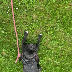 Images de profil de Emilie - Blooming Pets - Petsitting et garde d'animaux à domicile