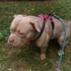 Images de profil de Emilie - Blooming Pets - Petsitting et garde d'animaux à domicile
