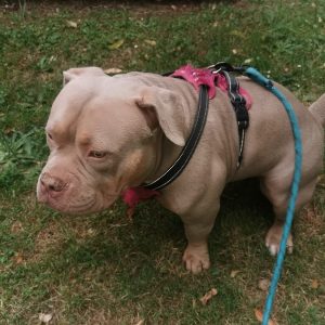 Images de profil de Emilie - Blooming Pets - Petsitting et garde d'animaux à domicile