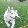 Images de profil de Emilie - Blooming Pets - Petsitting et garde d'animaux à domicile