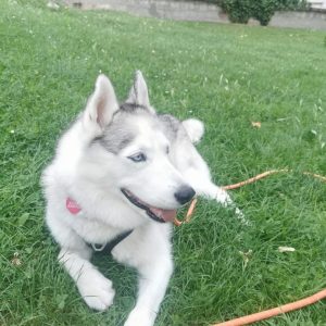 Images de profil de Emilie - Blooming Pets - Petsitting et garde d'animaux à domicile