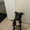 Images de profil de Emilie - Blooming Pets - Petsitting et garde d'animaux à domicile