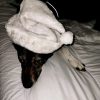 Images de profil de Emilie - Blooming Pets - Petsitting et garde d'animaux à domicile