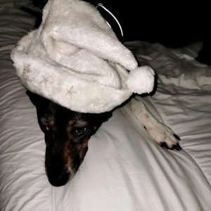 Images de profil de Emilie - Blooming Pets - Petsitting et garde d'animaux à domicile
