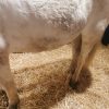 Images de profil de Emilie - Blooming Pets - Petsitting et garde d'animaux à domicile