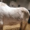 Images de profil de Emilie - Blooming Pets - Petsitting et garde d'animaux à domicile