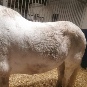 Images de profil de Emilie - Blooming Pets - Petsitting et garde d'animaux à domicile