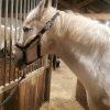 Images de profil de Emilie - Blooming Pets - Petsitting et garde d'animaux à domicile