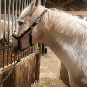 Images de profil de Emilie - Blooming Pets - Petsitting et garde d'animaux à domicile