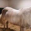Images de profil de Emilie - Blooming Pets - Petsitting et garde d'animaux à domicile