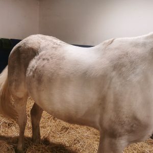 Images de profil de Emilie - Blooming Pets - Petsitting et garde d'animaux à domicile
