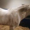 Images de profil de Emilie - Blooming Pets - Petsitting et garde d'animaux à domicile