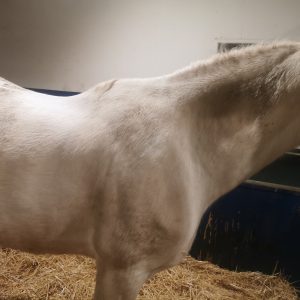 Images de profil de Emilie - Blooming Pets - Petsitting et garde d'animaux à domicile