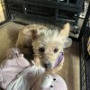 Images de profil de Emilie - Blooming Pets - Petsitting et garde d'animaux à domicile