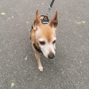 Images de profil de Emilie - Blooming Pets - Petsitting et garde d'animaux à domicile