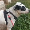 Images de profil de Emilie - Blooming Pets - Petsitting et garde d'animaux à domicile