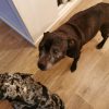 Images de profil de Emilie - Blooming Pets - Petsitting et garde d'animaux à domicile