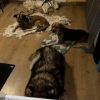 Images de profil de Emilie - Blooming Pets - Petsitting et garde d'animaux à domicile