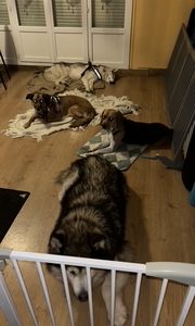 Images de profil de Emilie - Blooming Pets - Petsitting et garde d'animaux à domicile