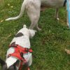 Images de profil de Emilie - Blooming Pets - Petsitting et garde d'animaux à domicile