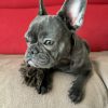 Images de profil de Emilie - Blooming Pets - Petsitting et garde d'animaux à domicile