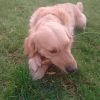 Images de profil de Emilie - Blooming Pets - Petsitting et garde d'animaux à domicile