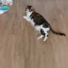 Images de profil de Emilie - Blooming Pets - Petsitting et garde d'animaux à domicile