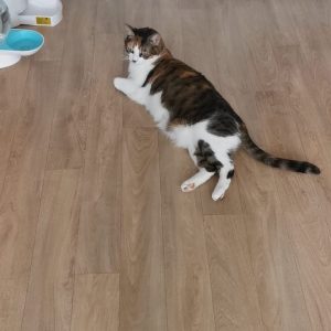 Images de profil de Emilie - Blooming Pets - Petsitting et garde d'animaux à domicile