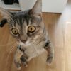 Images de profil de Emilie - Blooming Pets - Petsitting et garde d'animaux à domicile