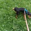 Images de profil de Emilie - Blooming Pets - Petsitting et garde d'animaux à domicile
