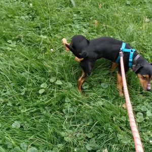 Images de profil de Emilie - Blooming Pets - Petsitting et garde d'animaux à domicile