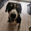 Images de profil de Emilie - Blooming Pets - Petsitting et garde d'animaux à domicile