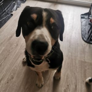 Images de profil de Emilie - Blooming Pets - Petsitting et garde d'animaux à domicile