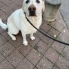 Images de profil de Emilie - Blooming Pets - Petsitting et garde d'animaux à domicile