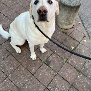 Images de profil de Emilie - Blooming Pets - Petsitting et garde d'animaux à domicile