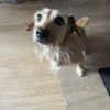 Images de profil de Emilie - Blooming Pets - Petsitting et garde d'animaux à domicile