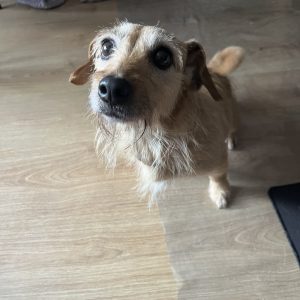 Images de profil de Emilie - Blooming Pets - Petsitting et garde d'animaux à domicile
