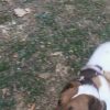 Images de profil de Emilie - Blooming Pets - Petsitting et garde d'animaux à domicile