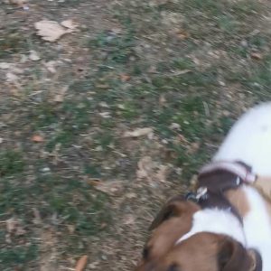 Images de profil de Emilie - Blooming Pets - Petsitting et garde d'animaux à domicile