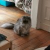 Images de profil de Emilie - Blooming Pets - Petsitting et garde d'animaux à domicile