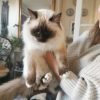 Images de profil de Emilie - Blooming Pets - Petsitting et garde d'animaux à domicile