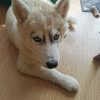 Images de profil de Emilie - Blooming Pets - Petsitting et garde d'animaux à domicile